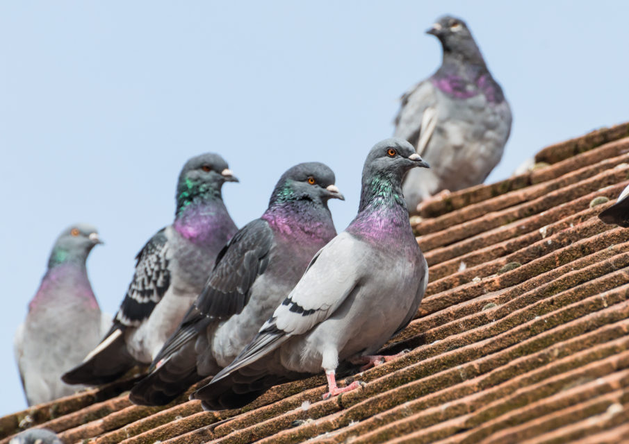 鳩