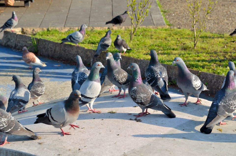 鳩