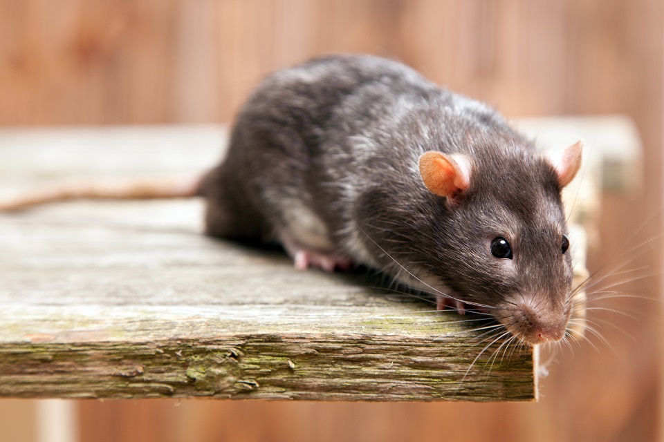 ねずみの被害が特に増える時期とは ねずみの習性を知り対策を打つ ネズミ駆除 ネズミ対策に365日対応 全国どこでも 害獣の生活救急車