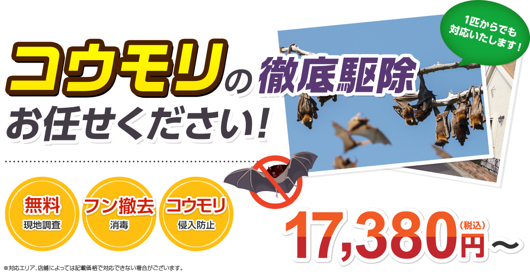 コウモリの徹底駆除はお任せください!