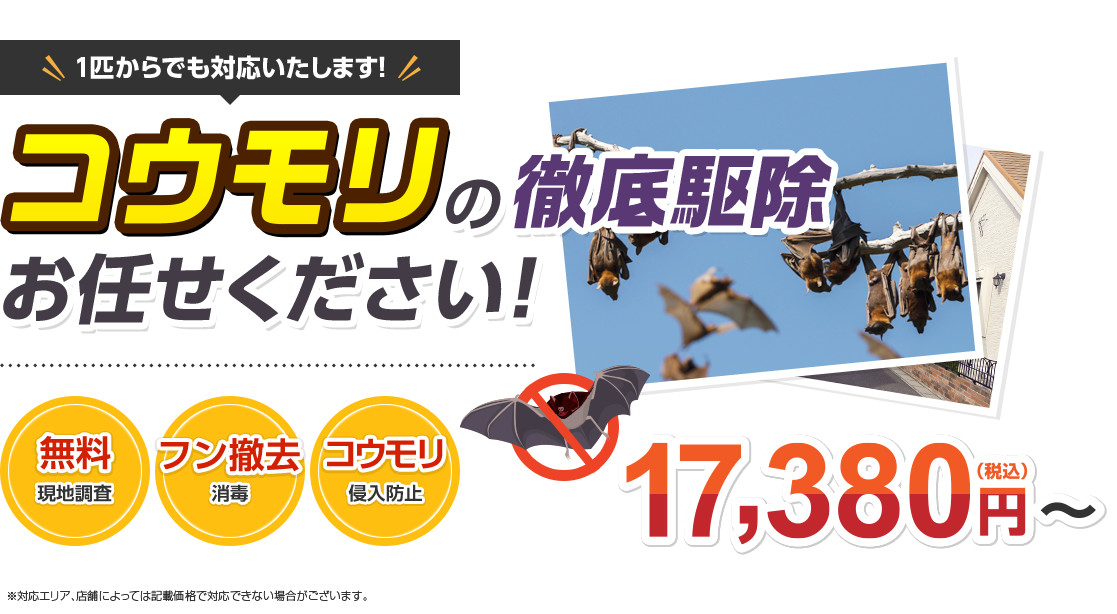 コウモリの徹底駆除はお任せください！